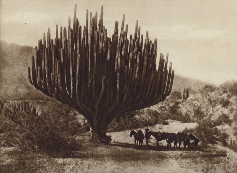 Mexico: Candelero-formet kaktus, Oaxaca (s/h foto) af Cecile Seler Sachs