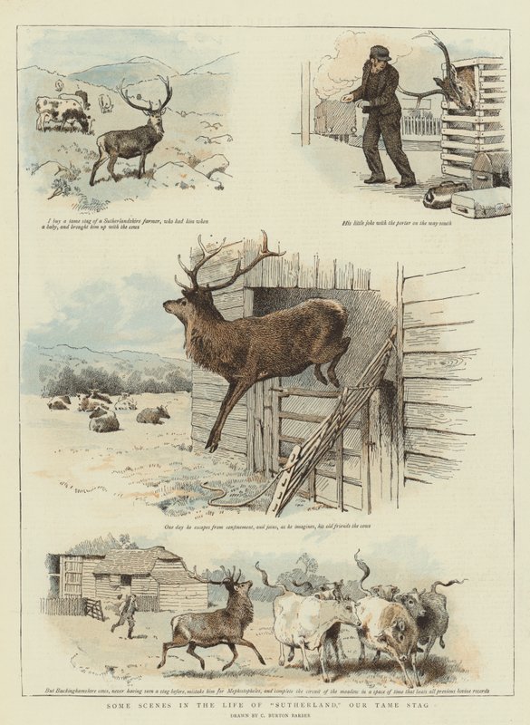 Nogle scener i Sutherlands liv, Our Tame Stag (chromolitho) af Charles Burton