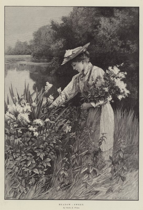 Meadow-Sweet af Charles Edward Wilson