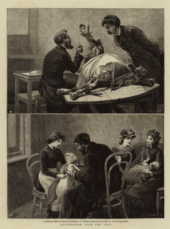 Vaccination fra kalven af Charles J. Staniland