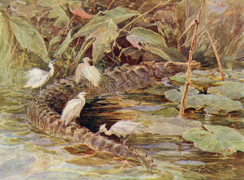 Krokodille og ledsagende hejre (farve litho) af Charles (after) Whymper