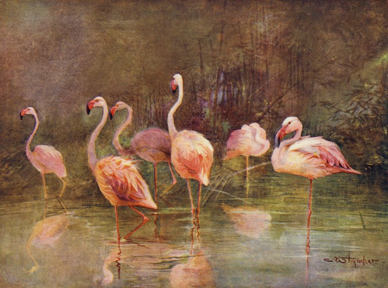 Flamingoer (farve litho) af Charles (after) Whymper