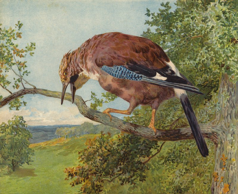 Eurasian Jay (chromolitho) af Charles Collins