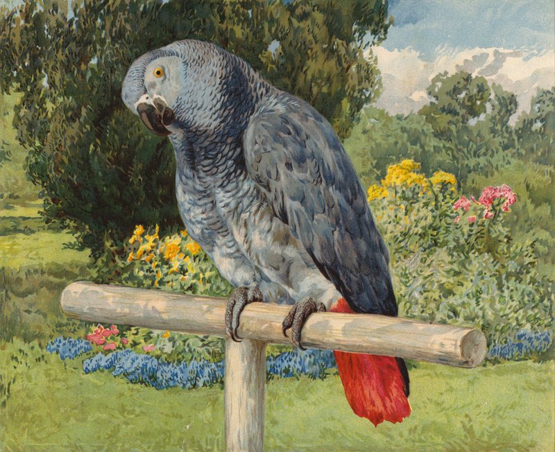 Grå papegøje (chromolitho) af Charles Collins