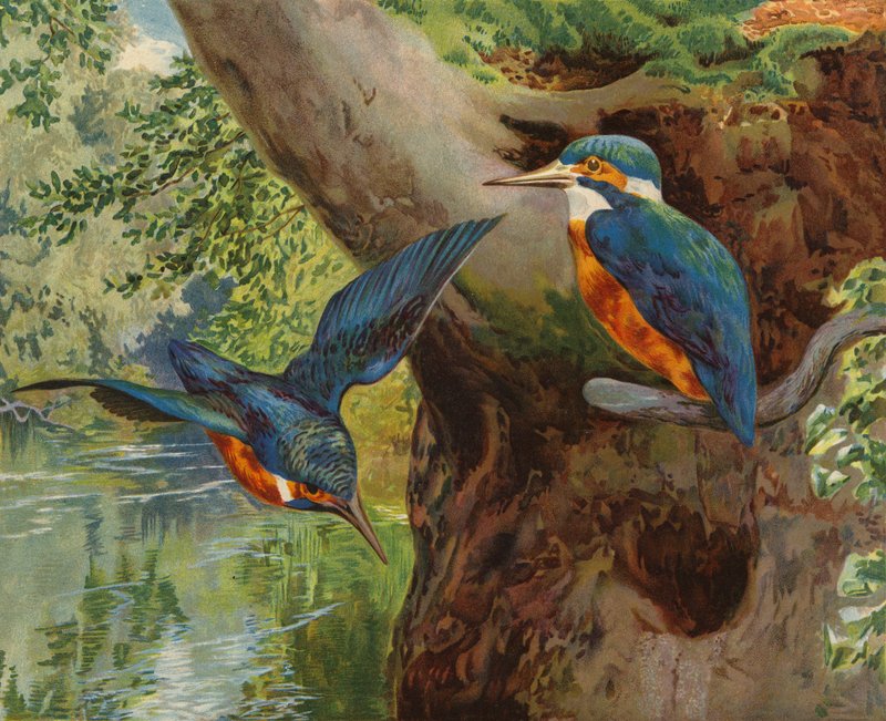 Isfugle (chromolitho) af Charles Collins