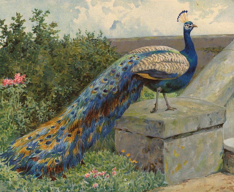 Påfugl (chromolitho) af Charles Collins