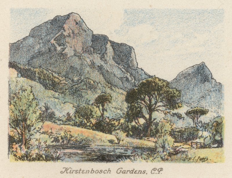 Sydafrika: Kirstenbosch Gardens, CP (farvelitografi) af Charles Ernest Peers