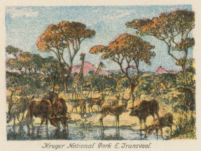 Sydafrika: Kruger National Park, E Transvaal (farvelitografi) af Charles Ernest Peers