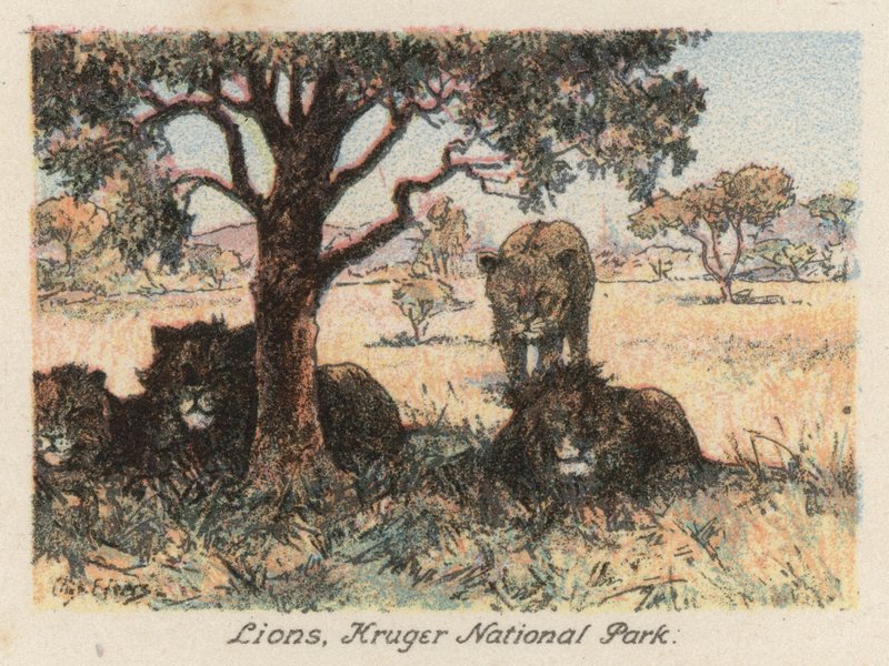 Sydafrika: Løver, Kruger National Park (farvelitografi) af Charles Ernest Peers