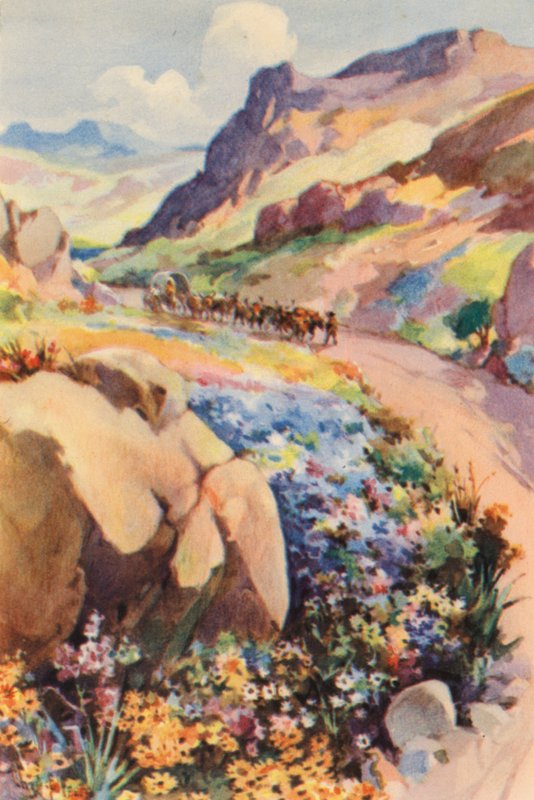 Sydafrika: Namaqualand Flowers (farvelitografi) af Charles Ernest Peers