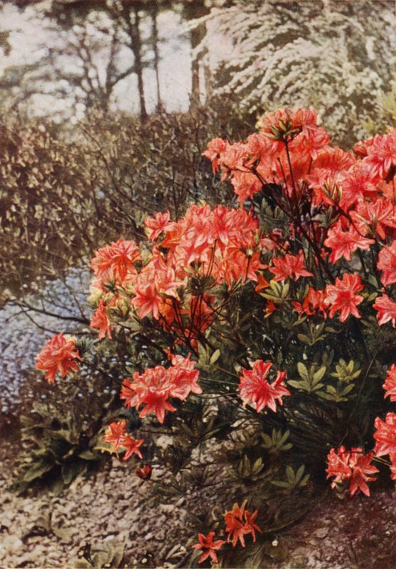 En busk af Hardy Azalea (farvefoto) af Charles Essenhigh Corke