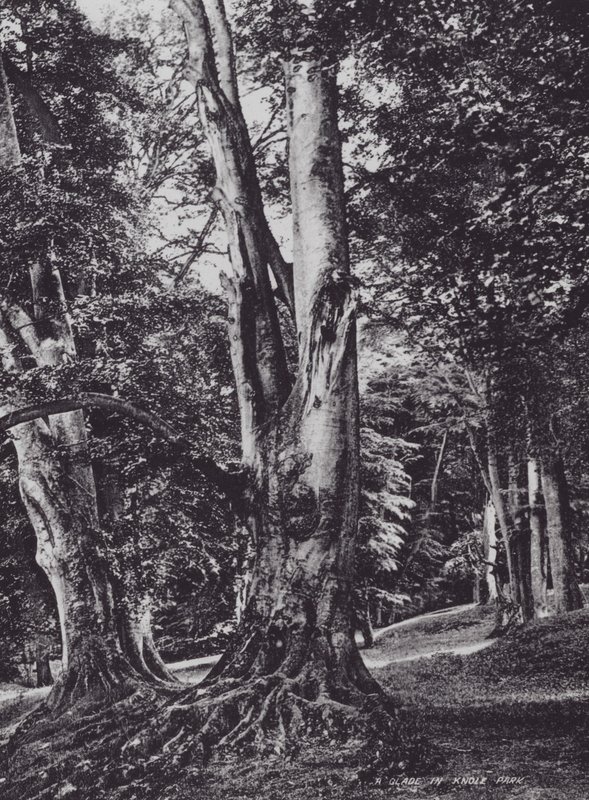 En lysning i Knole Park (s/h-foto) af Charles Essenhigh Corke