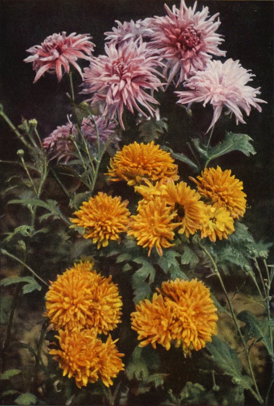 Kantkrysantemum (farvefoto) af Charles Essenhigh Corke
