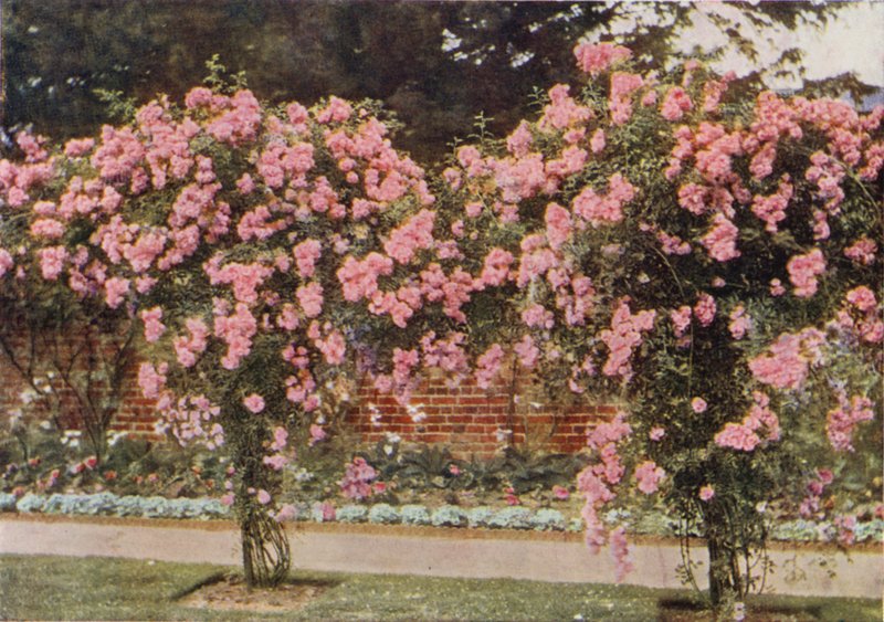 Klatrerose Lady Godiva (farvefoto) af Charles Essenhigh Corke