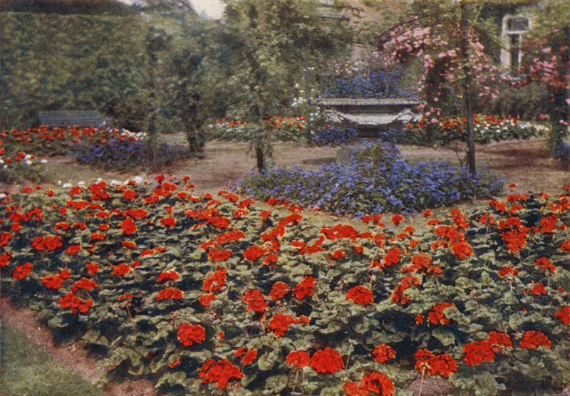 Geranium Paul Crampel og andre sommerblomster (farvefoto) af Charles Essenhigh Corke