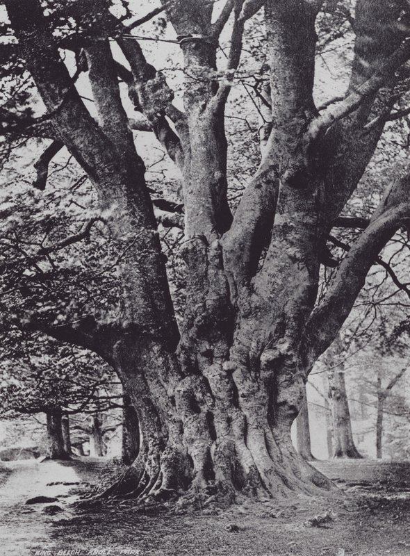 King Beech, Knole Park (s/h-billede) af Charles Essenhigh Corke