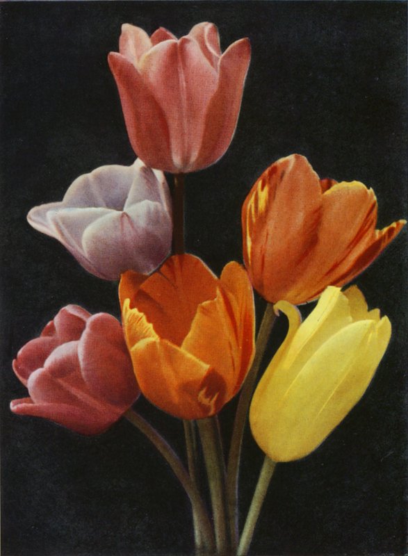 maj Blomstrende tulipaner (farvefoto) af Charles Essenhigh Corke