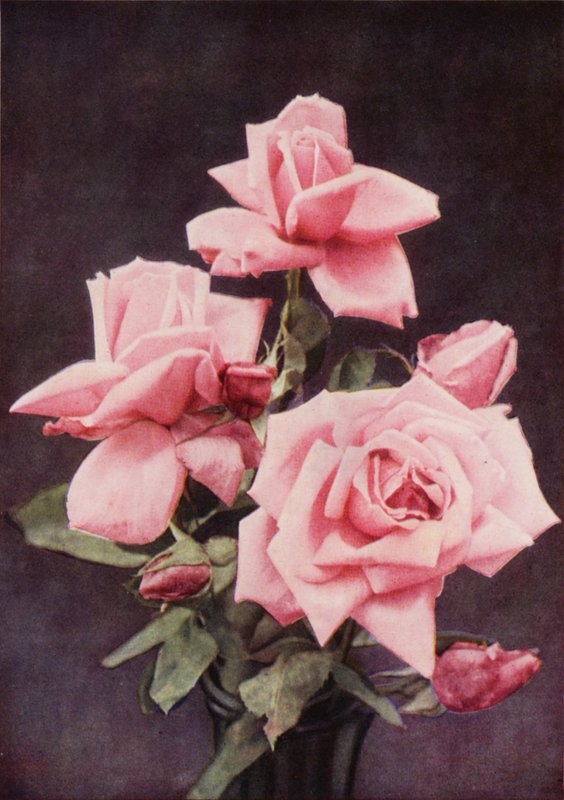 Rose Lady Ashtown (farvefoto) af Charles Essenhigh Corke