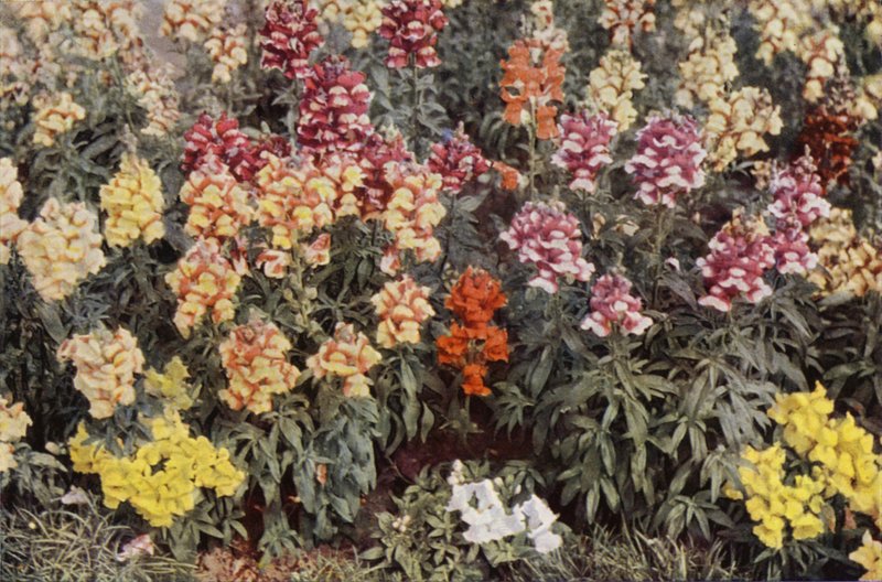 Snapdragons (farvefoto) af Charles Essenhigh Corke