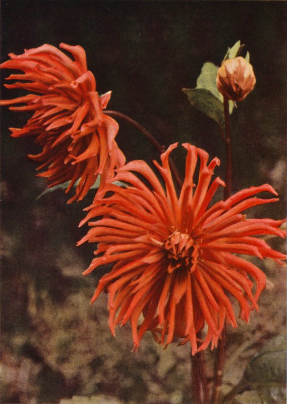 Cactus Dahlia "Brisbane" (farvefoto) af Charles Essenhigh Corke