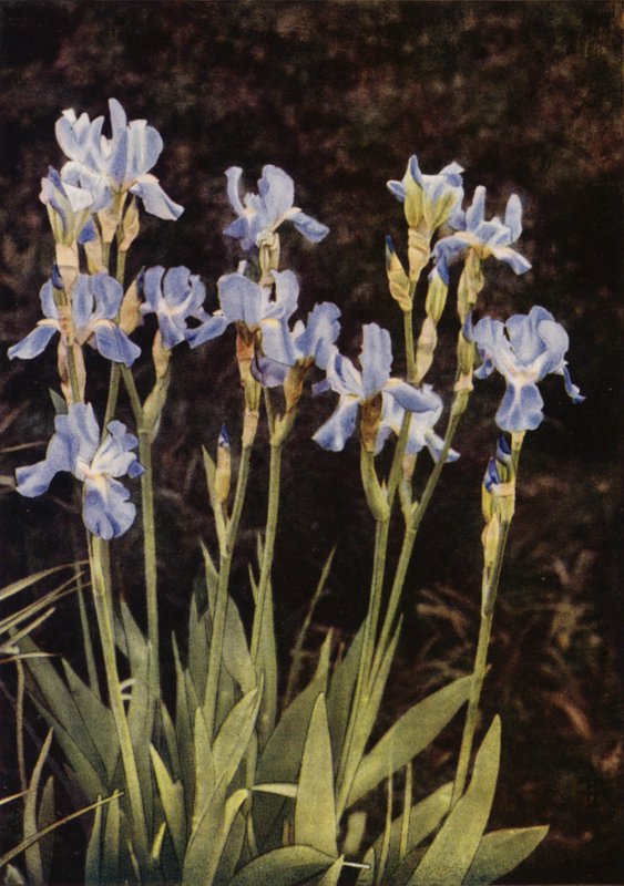 Flag Iris (farvefoto) af Charles Essenhigh Corke