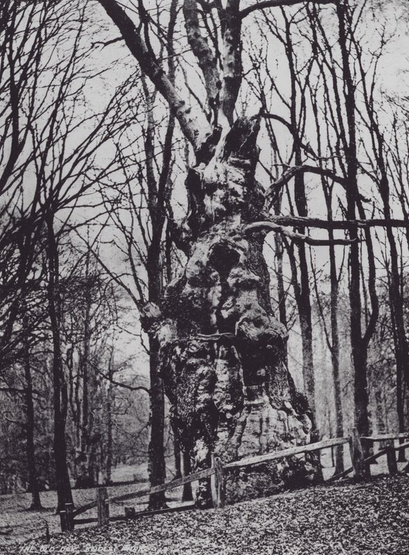 The Old Oak, Knole Park (s/h-billede) af Charles Essenhigh Corke