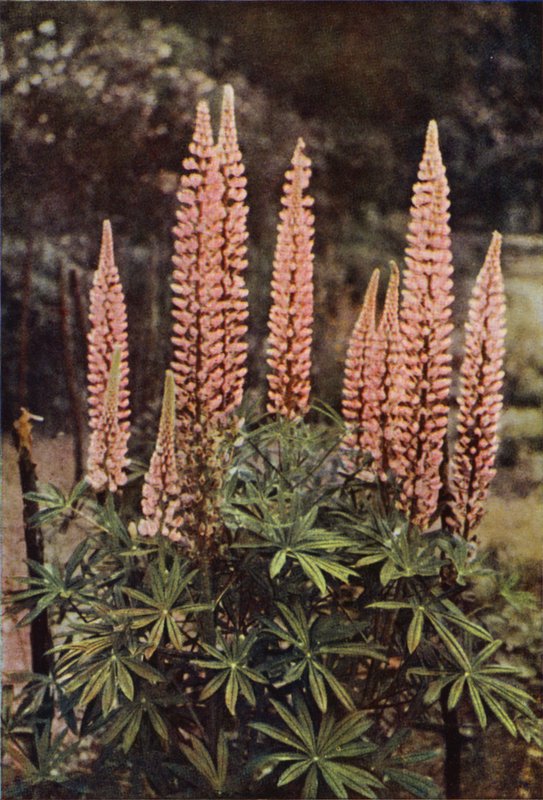 Den rosenfarvede lupin (farvefoto) af Charles Essenhigh Corke