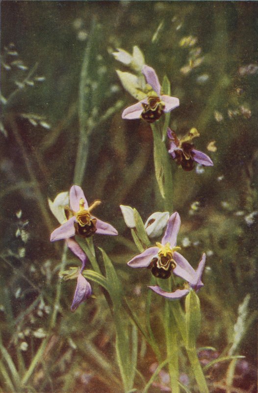 Vilde blomster: Bee Orchis (farvefoto) af Charles Essenhigh Corke