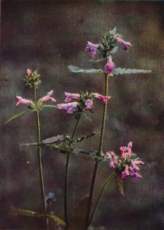 Vilde blomster: Betony (farvefoto) af Charles Essenhigh Corke