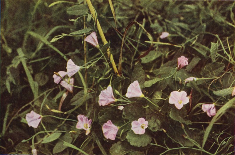 Vilde blomster: Bindweed (farvefoto) af Charles Essenhigh Corke