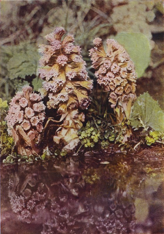 Vilde blomster: Bitterbur (farvefoto) af Charles Essenhigh Corke