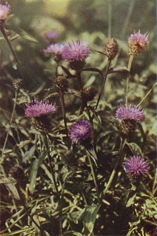 Vilde blomster: Sort Knapweed (farvefoto) af Charles Essenhigh Corke