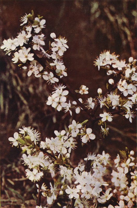 Vilde blomster: Sorttorn (farvefoto) af Charles Essenhigh Corke