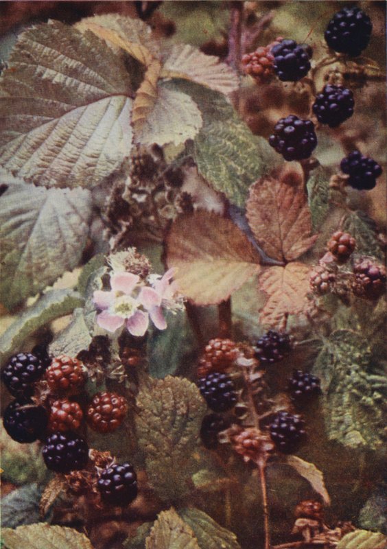 Vilde blomster: Bramble (farvefoto) af Charles Essenhigh Corke