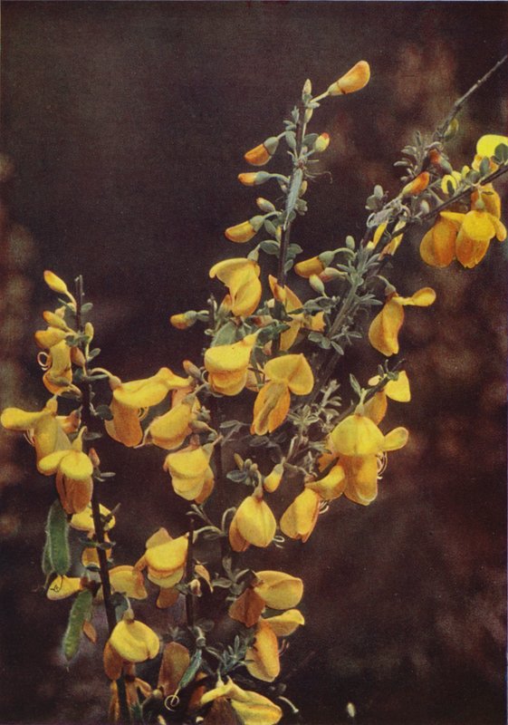 Vilde blomster: Kost (farvefoto) af Charles Essenhigh Corke