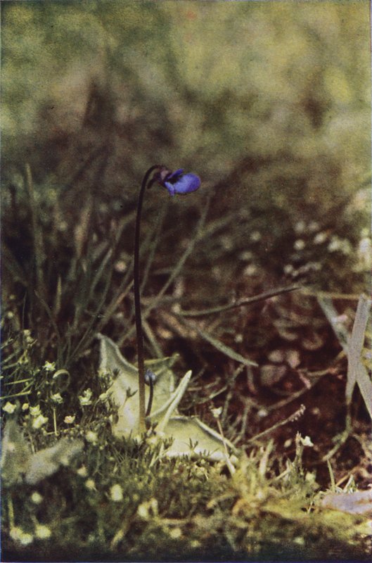 Vilde blomster: Butterwort (farvefoto) af Charles Essenhigh Corke