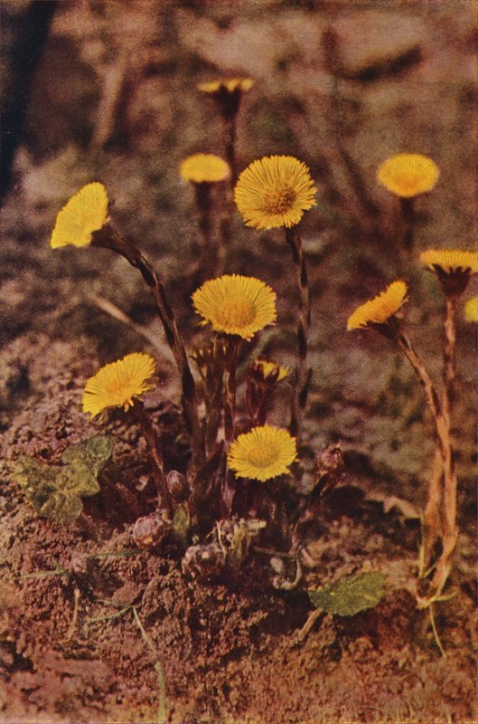 Vilde blomster: Følfod (farvefoto) af Charles Essenhigh Corke