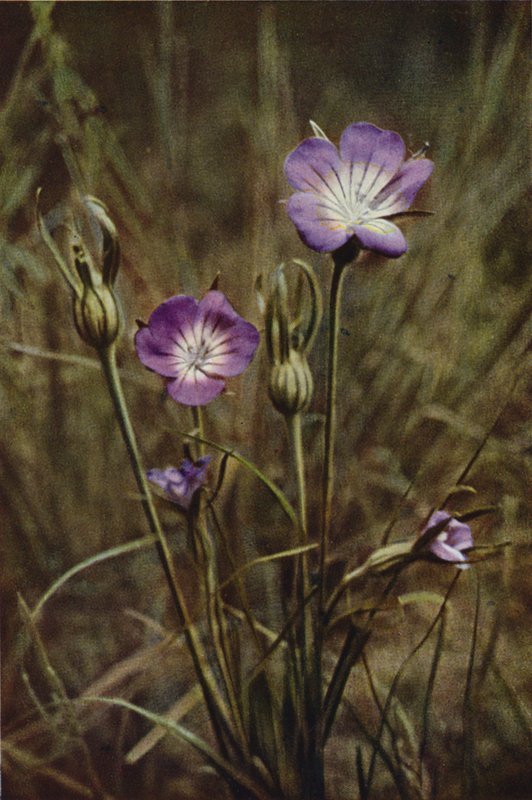Vilde blomster: Corn-Cockle (farvefoto) af Charles Essenhigh Corke