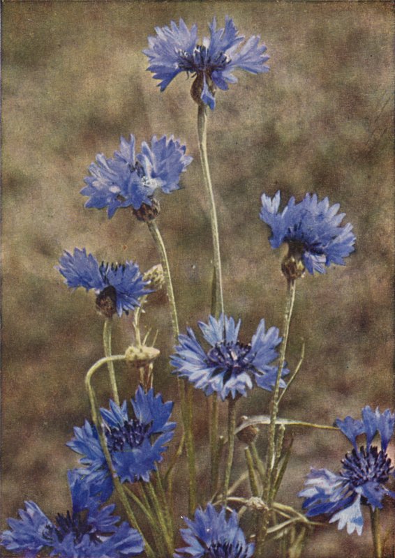 Vilde blomster: Kornblomst (farvefoto) af Charles Essenhigh Corke