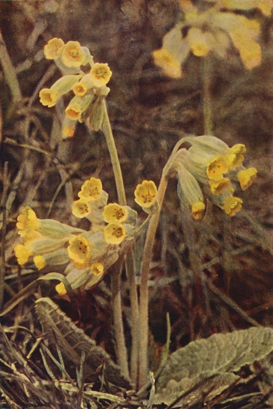 Vilde blomster: Cowslip (farvefoto) af Charles Essenhigh Corke