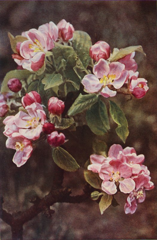 Vilde blomster: Krabbe-æble (farvefoto) af Charles Essenhigh Corke