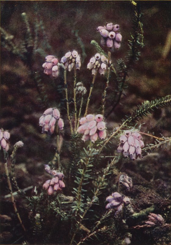 Vilde blomster: Cross-Leaved Heath (farvefoto) af Charles Essenhigh Corke