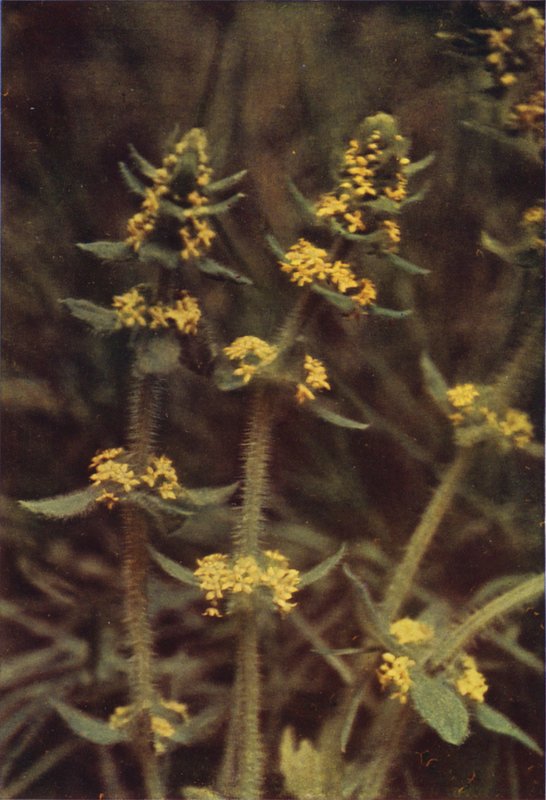 Vilde blomster: Krydsurt (farvefoto) af Charles Essenhigh Corke
