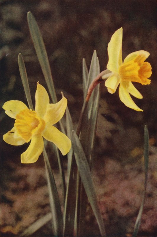 Vilde blomster: Påskelilje (farvefoto) af Charles Essenhigh Corke