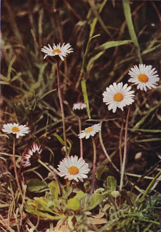 Vilde blomster: Daisy (farvefoto) af Charles Essenhigh Corke