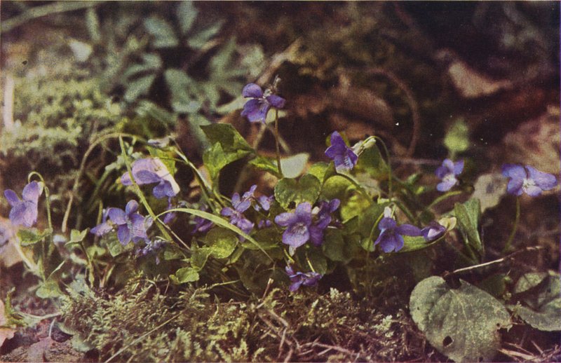 Vilde blomster: Hundeviolet (farvefoto) af Charles Essenhigh Corke
