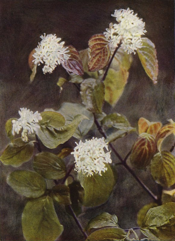 Vilde blomster: Kornel (farvefoto) af Charles Essenhigh Corke