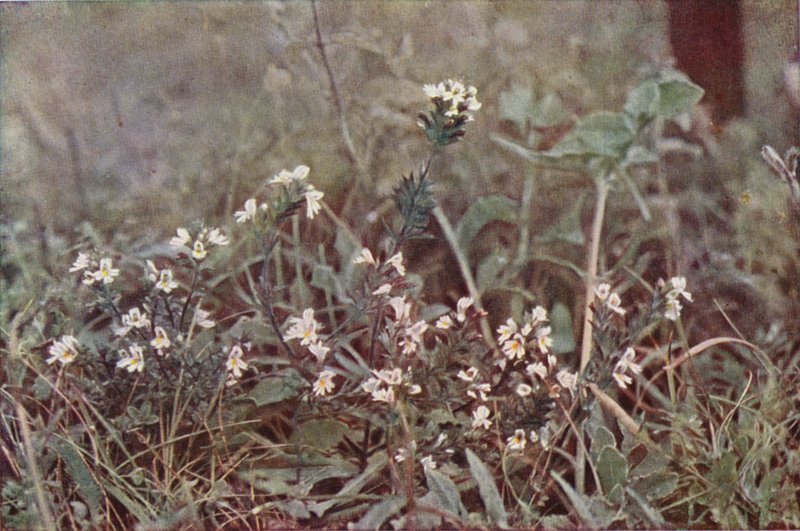 Vilde blomster: Øjentrøst (farvefoto) af Charles Essenhigh Corke