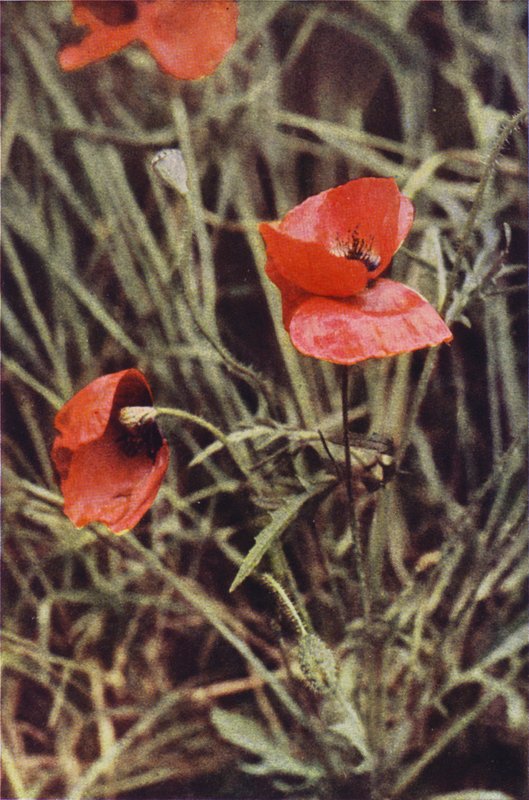 Vilde blomster: Markvalmue (farvefoto) af Charles Essenhigh Corke
