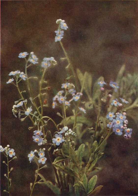 Vilde blomster: Forglem-Mig-Ej (farvefoto) af Charles Essenhigh Corke